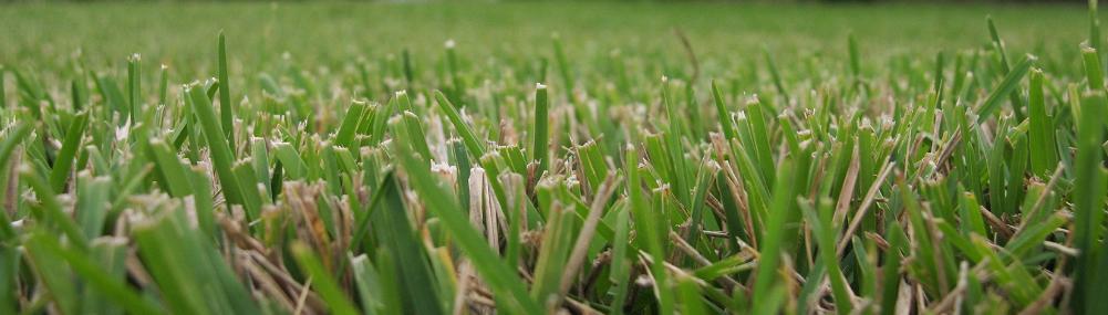 grass close-up